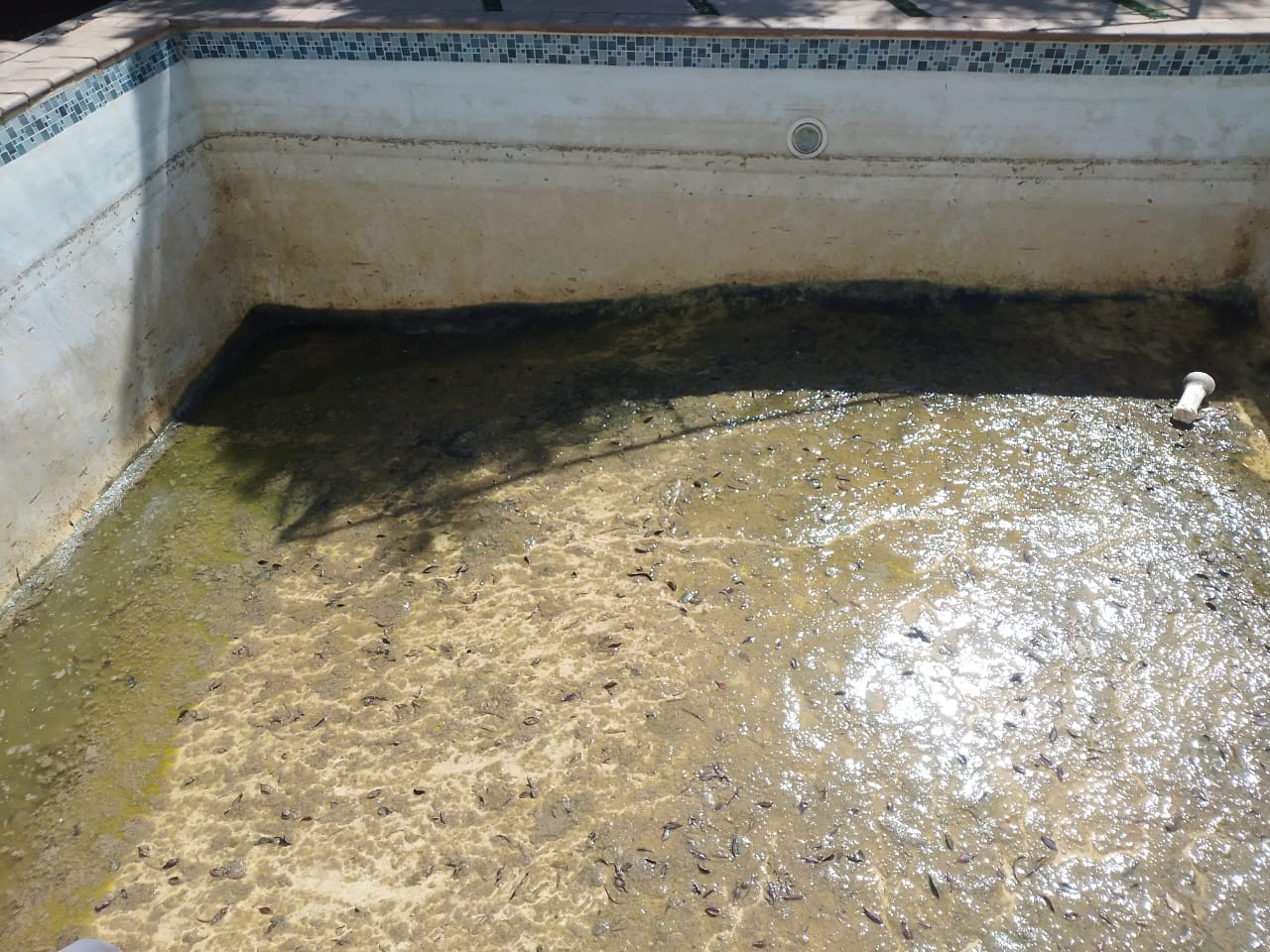 dirty pool just after being drained